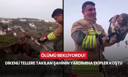 Ölümü bekliyordu! Dikenli tellere takılan şahinin yardımına ekipler koştu