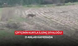 Saldırmasını beklerken şaşırttı! Çiftçinin kurtla ilginç diyaloğu kamerada