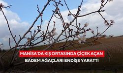 Manisa’da kış ortasında çiçek açan badem ağaçları endişe yarattı