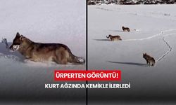 Soğuk hava yaban hayatını vurdu! Kurtlar yerleşimlere yaklaşıyor