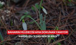 Spil Dağı’nda kardelen alarmı! Koparmanın bedeli dudak uçuklattı...