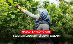 Altınla yarışıyor: İlk hasadın kilosu 5 bin liradan satışta!
