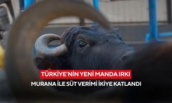 Anadolu mandası artık daha verimli! Murrah Melezi ile süt verimi iki katına çıktı...