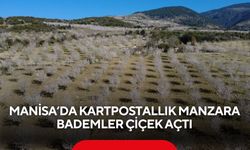 Manisa’da kartpostallık manzara: Bademler çiçek açtı