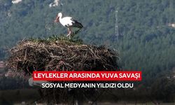 Baharın habercisi leylekler, yuvalarında ilginç bir mücadele başlattı... Kim kimin malzemesini çalacak?
