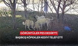 Görüntüler pes dedirtti! Başıboş köpekler kediyi telef etti...