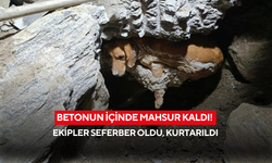 Betonun içinde mahsur kaldı! Ekipler seferber oldu, kurtarıldı