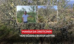 Manisa’da üreticinin yeni gözdesi bodur zeytin