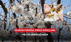 Burası Manisa, kiraz ağaçları meyve vermeye hazır