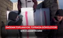 Dağdan toplanıyor, toprağa gömülüyor! Yazın sofraya geliyor