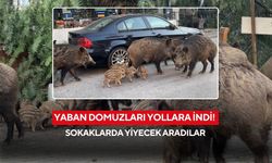 Yaban domuzları yollara indi! Sokaklarda yiyecek aradılar
