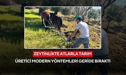 Geleneksel tarım yaşıyor... Modern teknolojiye karşı atların gücü...