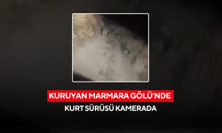 Kuruyan Marmara Gölü’nde kurt sürüsü kamerada
