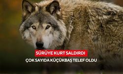 Sürüye kurt saldırdı: Çok sayıda küçükbaş telef oldu