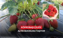 Köprübaşı çileği rekor fiyatta: Mart ayında kilosu 200 lira