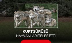 Çiftliğe giren kurt sürüsü hayvanları telef etti