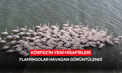 Körfez'in yeni misafirleri: Sayıları 500'e yaklaşan flamingolar havadan görüntülendi