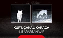 Kurt, çakal, karaca ne ararsan var, yaban kedisi bile var