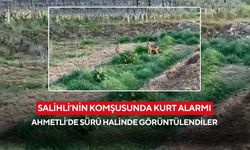 Salihli’nin komşusunda kurt sürüsü panik yarattı: Ahmetli’de arazide görüntülendiler