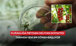 Kuraklığa meydan okuyan domates! Tarımda yeni bir dönem başlıyor