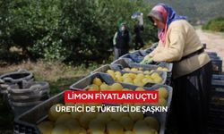 Limon altınla yarışıyor... Üretici fiyatı bir yılda yüzde 410 arttı, ithalat kapısı açıldı...