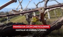 Manisa’da üzüm üreticilerine hastalık ve zararlı uyarısı!