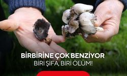 Birbirine çok benziyor: Biri şifa, biri ölüm!