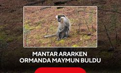 Ormanda şaşırtan manzara: Mantar toplarken maymun buldu ...