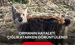 Nadir anlar... 'Ormanın hayaleti' bu kez sessizliğini bozdu