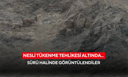Nesli tükenme tehlikesi altında... Sürü halinde görüntülendiler