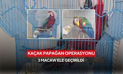 Kaçak papağan operasyonu: 3 Macaw ele geçirildi