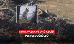 Kurt, vaşak ve dağ keçisi peş peşe görüldü
