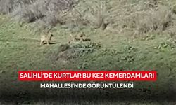 Salihli’de kurtlar bu kez Kemerdamları Mahallesi’nde görüntülendi