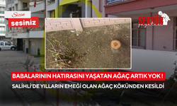 Babalarının hatırasını yaşatan ağaç artık yok ! Salihli’de yılların emeği olan ağaç kökünden kesildi