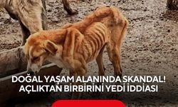 Doğal yaşam alanında skandal: Hayvanlar açlıktan birbirini yedi iddiası