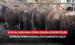 Sosyal medyada tepki çeken görüntüler sonrası Tarım Müdürlüğü harekete geçti...