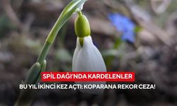 Spil Dağı’nda kardelenler bu yıl ikinci kez açtı: Koparana rekor ceza!