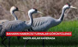 Baharın müjdecisi turnalar görüntülendi