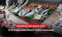 Balıkçılar nehirde dev turna yakaladı
