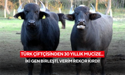 Türk çiftçisinden 30 yıllık mucize... İki gen birleşti, verim rekor kırdı!