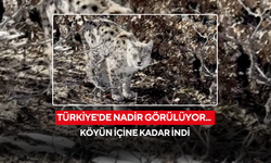 Türkiye'de nadir görülüyor... Köyün içine kadar indi