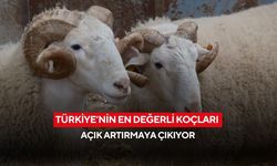 Türkiye’nin en değerli koçları açık artırmaya çıkıyor... Tarihi satış 25 Mart’ta