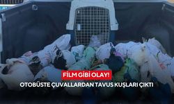 Film gibi olay! Otobüste çuvallardan tavus kuşları çıktı
