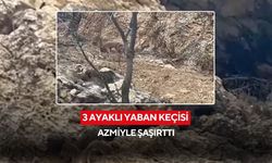 3 ayaklı yaban keçisi azmiyle şaşırttı