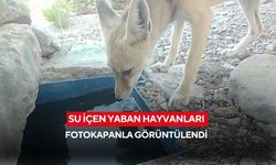 Su içen yaban hayvanları fotokapanla görüntülendi