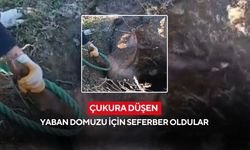 Çukura düşen yaban domuzu için seferber oldular