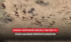 Zarar vermenin bedeli 940 bin TL! Sürü halinde görüntülendiler