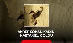 Akrep sokan kadın hastanelik oldu