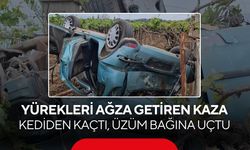 Manisa'da korkutan kaza: Kediden kaçan otomobil üzüm bağına uçtu, 1 yaralı