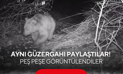 Aynı güzergahı paylaştılar! Kurt, ayı ve domuz peş peşe görüntülendi